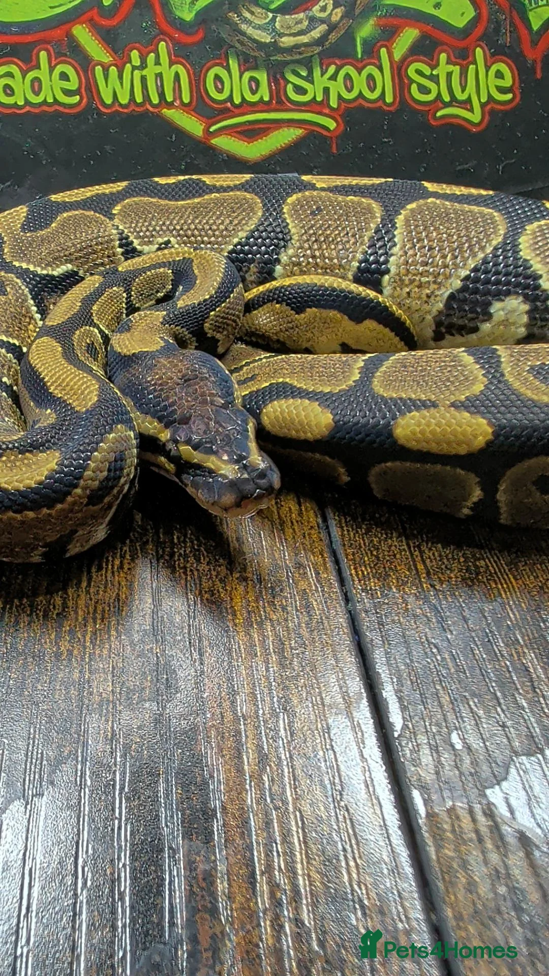 Snake reptiles for sale: Gravel het desert ghost  - Advert 2