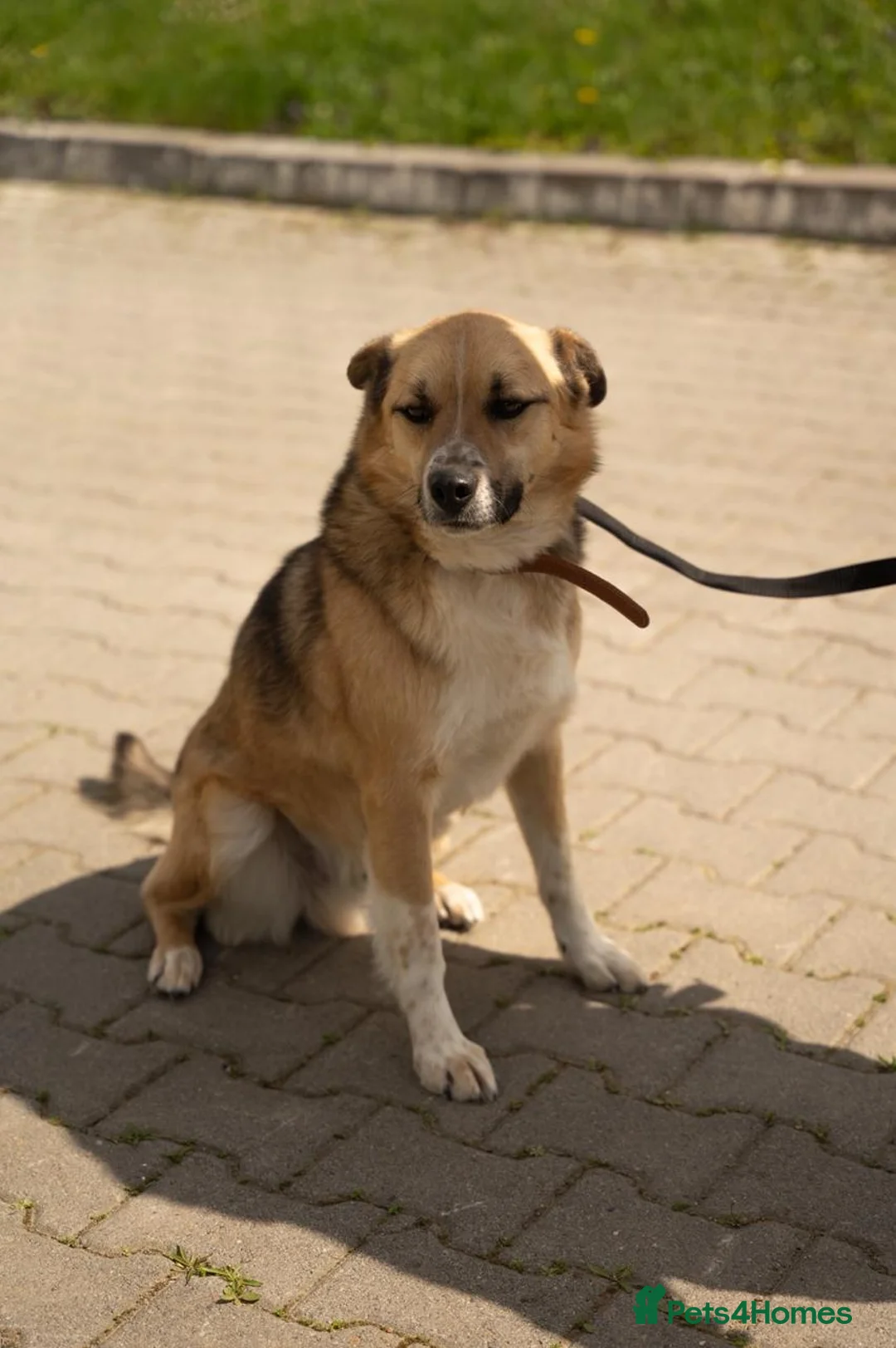 Mixed Breed dogs for adoption: 💙🐶 OLIVER – HE LOVES EVERYONE in Burton-on-Trent - Advert 5