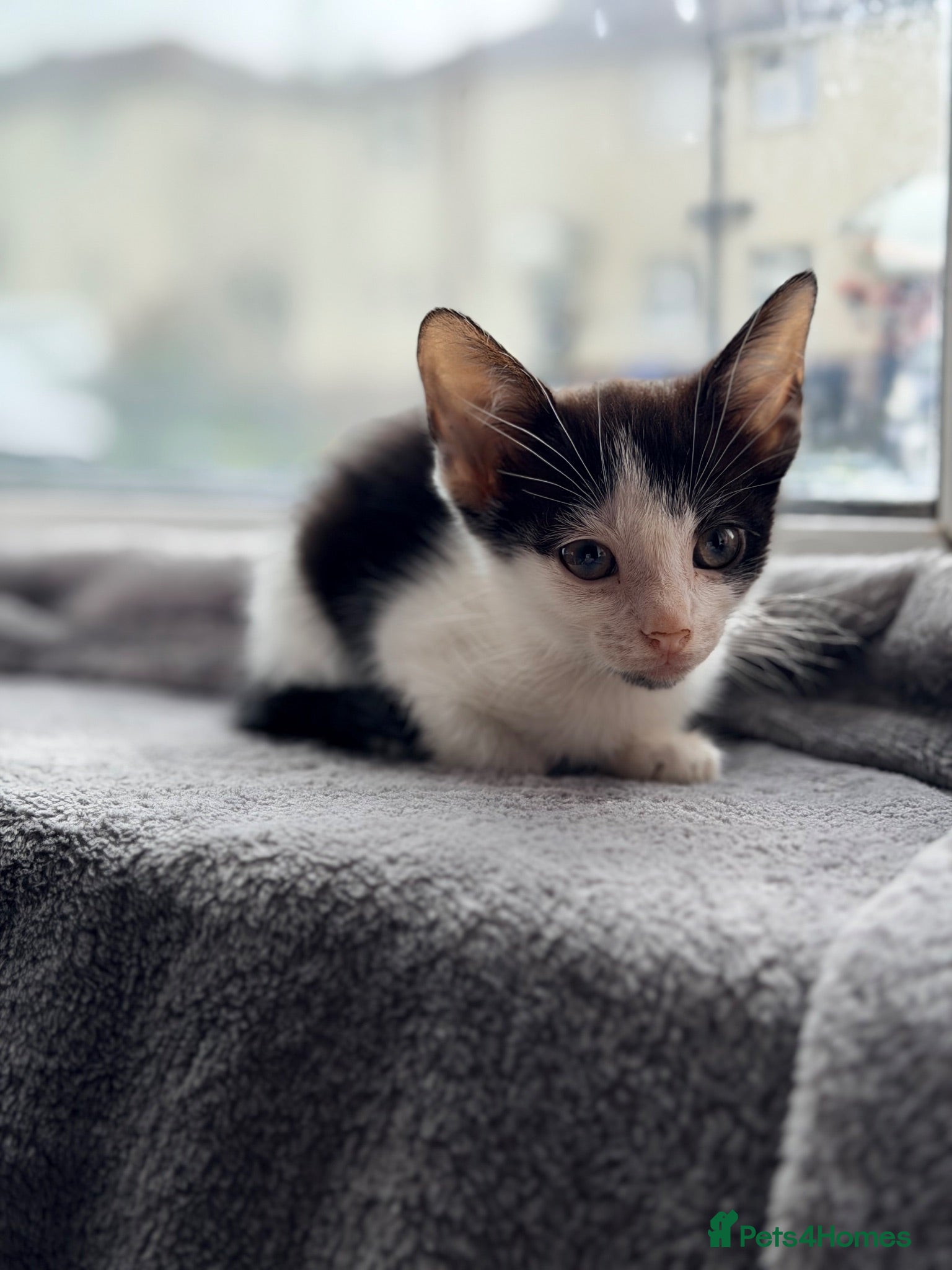 Mixed Breed cats Kittens ready to go - Advert 1