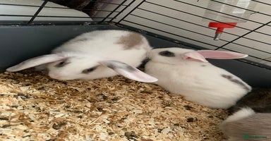 Mini Lop rabbits - Advert 11