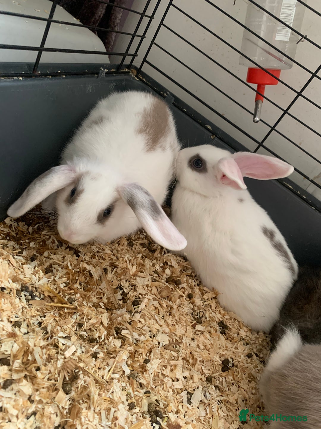 Mini Lop rabbits for sale: Baby bunnies girls and boys  - Image 4
