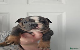 English Bulldog dogs for sale: Kc british bulldogs  - Image 16