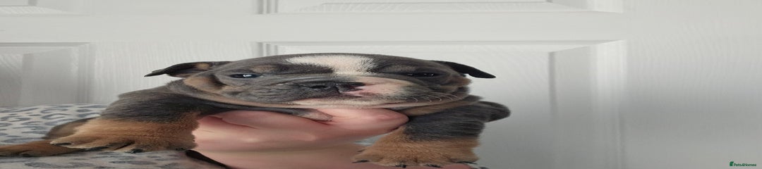 English Bulldog Puppy 6