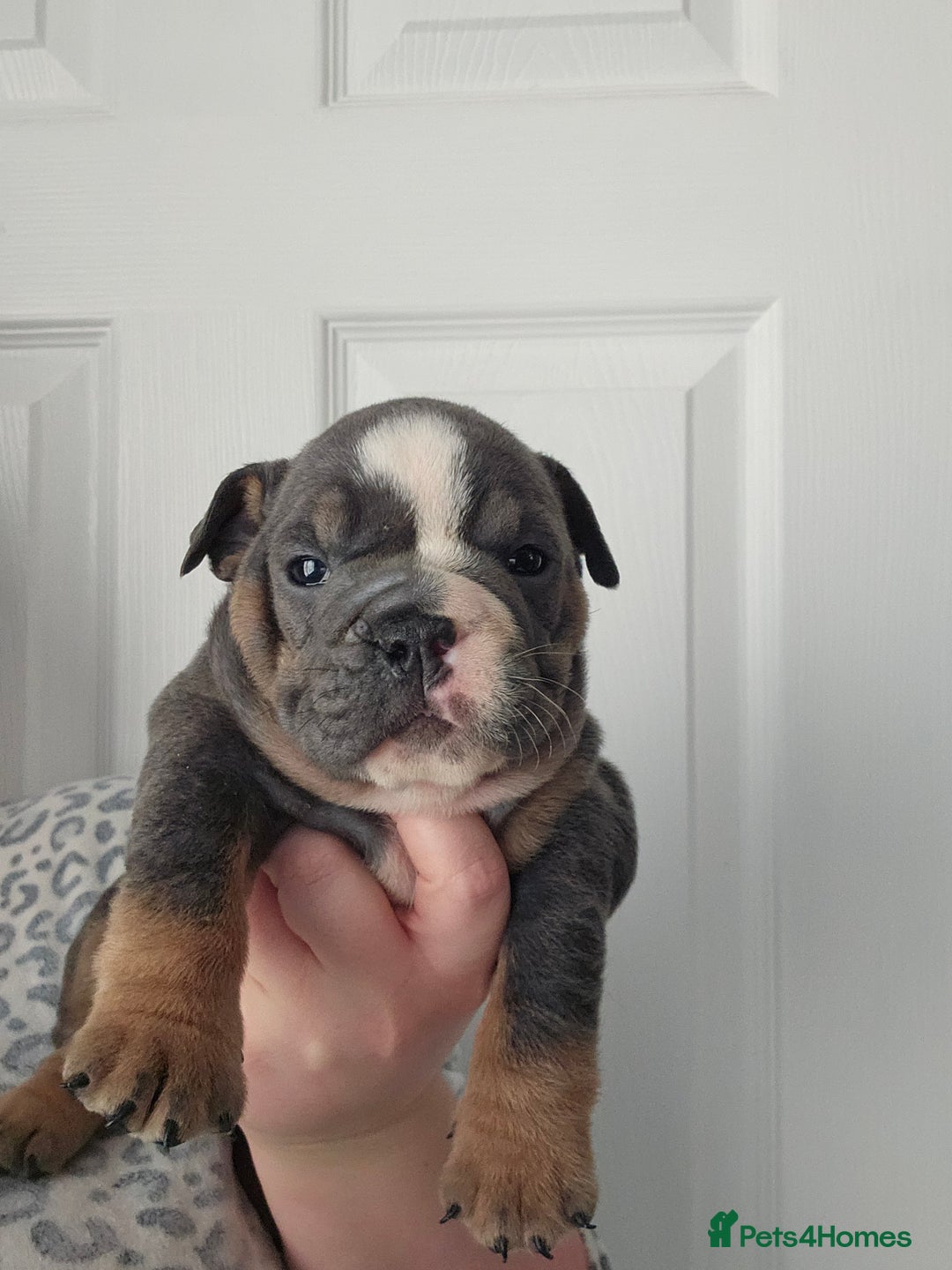 English Bulldog dogs for sale: Kc british bulldogs  - Image 16