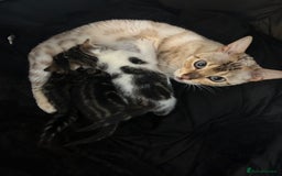 Bengal cats for sale: Half Bengal kittens   - Image 4