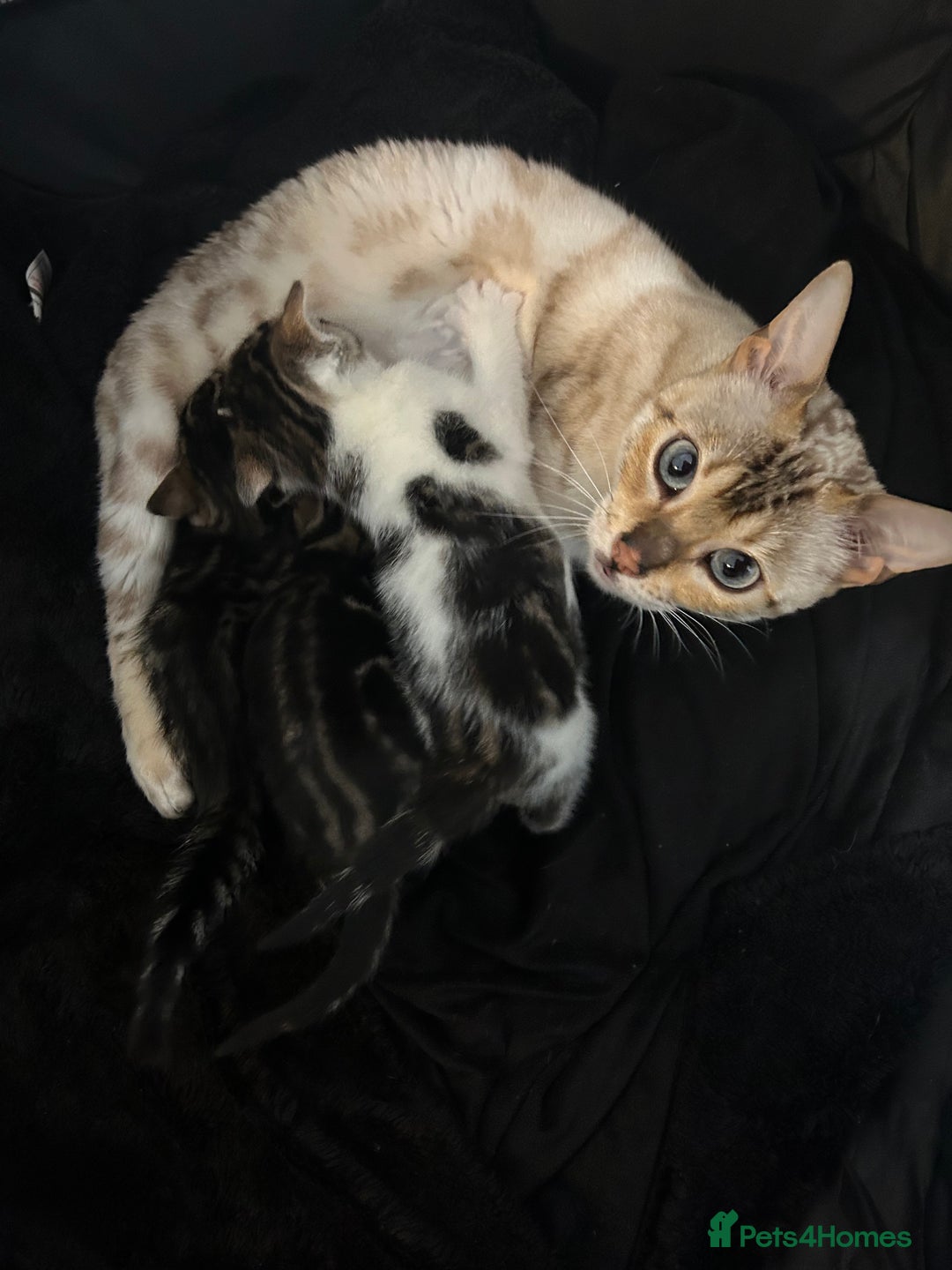 Bengal cats for sale: Half Bengal kittens   - Image 4