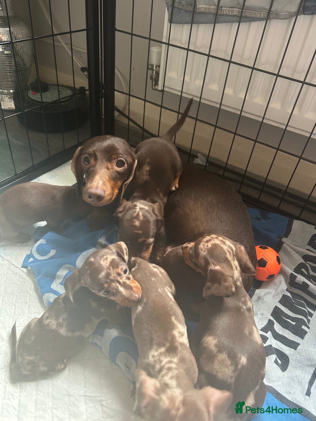Miniature Dachshund dogs for sale: Beautiful mini dapple and chocolate dachshund  - Image 9