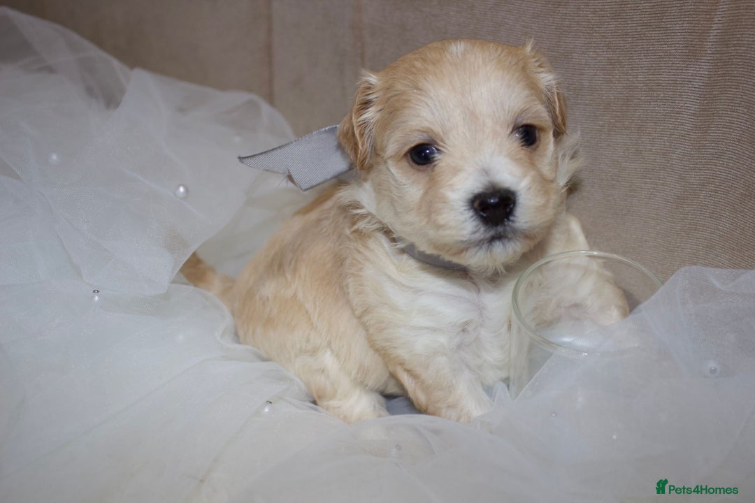 Maltipoo dogs for sale: F1 small Maltipoo puppies - Image 20