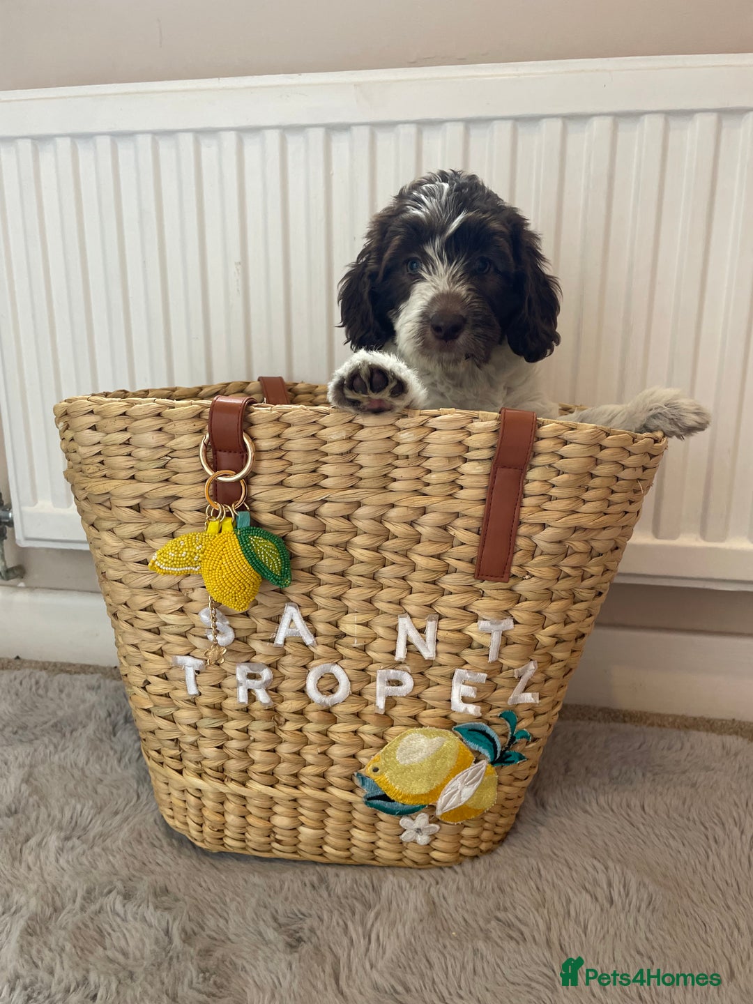 Mixed Breed dogs for sale: Australian Goldendoodles stunning BOYS ONLY   - Image 18