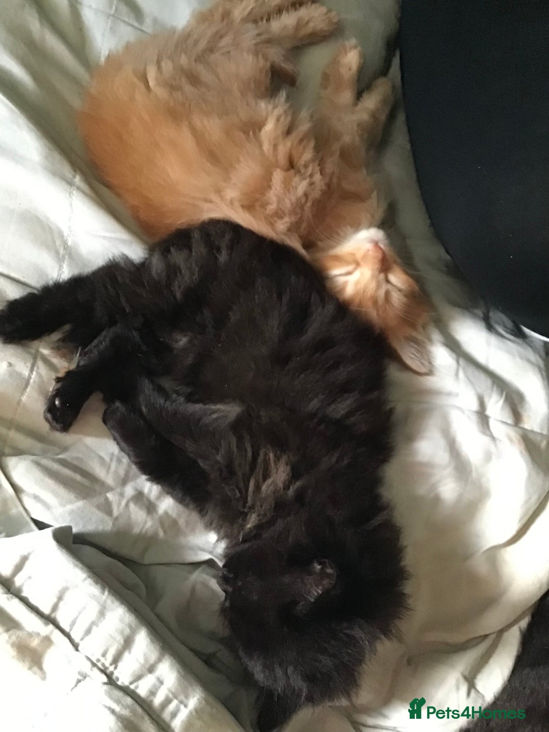 Mixed Breed cats for sale: Four beautiful kittens - Advert 7