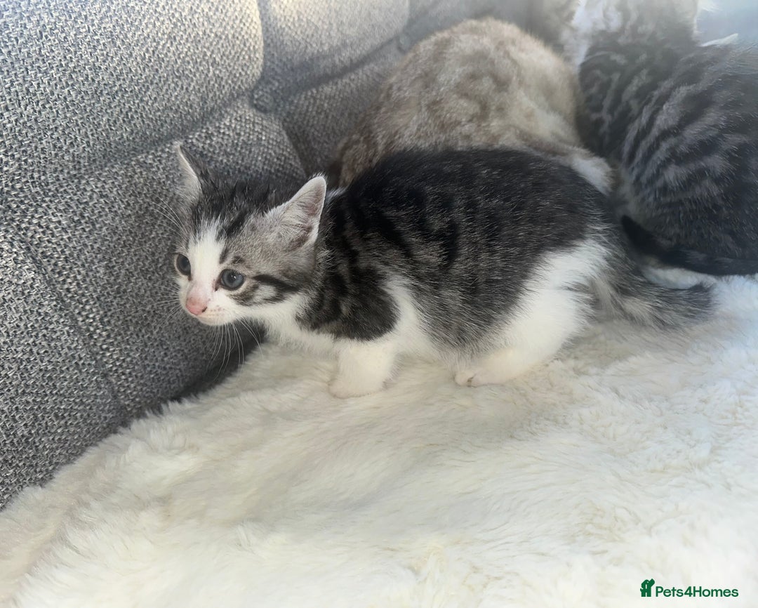 Bengal cats for sale: Bengal X tabby kittens - Advert 7