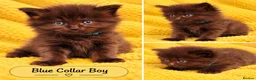 Mixed Breed cats for sale: Ragdoll Maine Coon Cross Kittens 🐾 - Advert 10