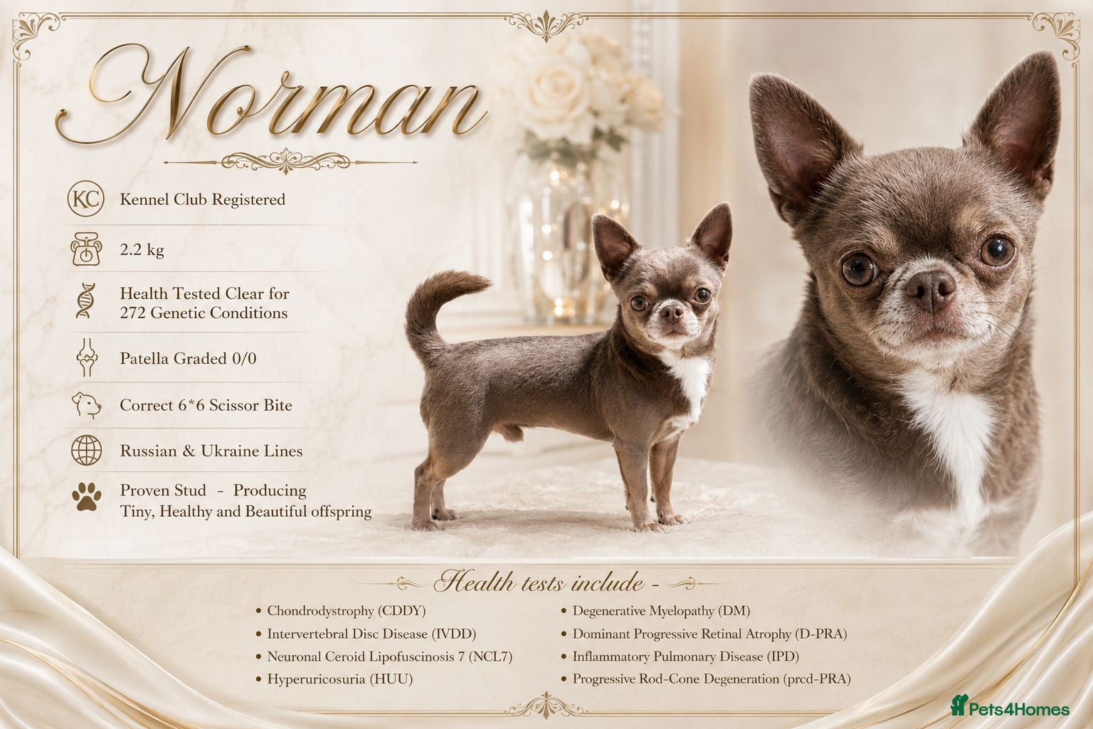 Chihuahua dogs KC reg-Health tested-PROVEN  - Advert 3