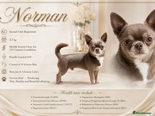 Chihuahua dogs KC reg-Health tested-PROVEN - Advert 3