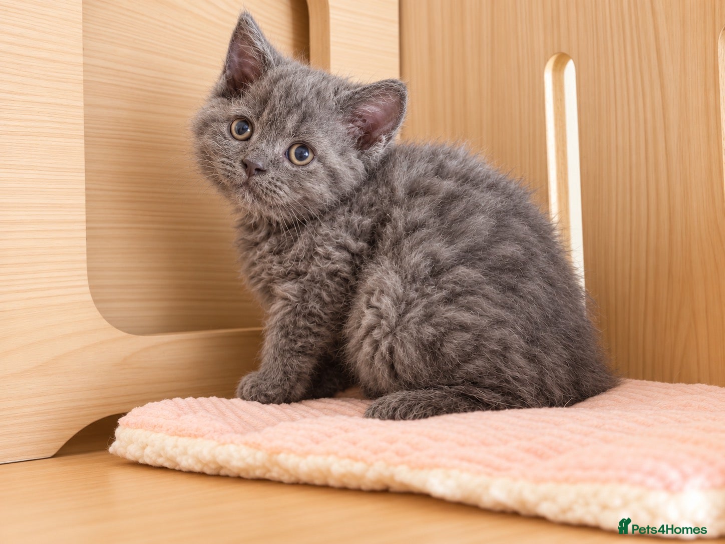 Selkirk Rex cats Beautiful Selkirk Rex Shorthair Kittens  - Advert 1