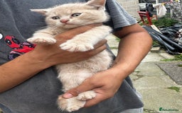 British Shorthair cats for sale: X BSH kittens - Image 9