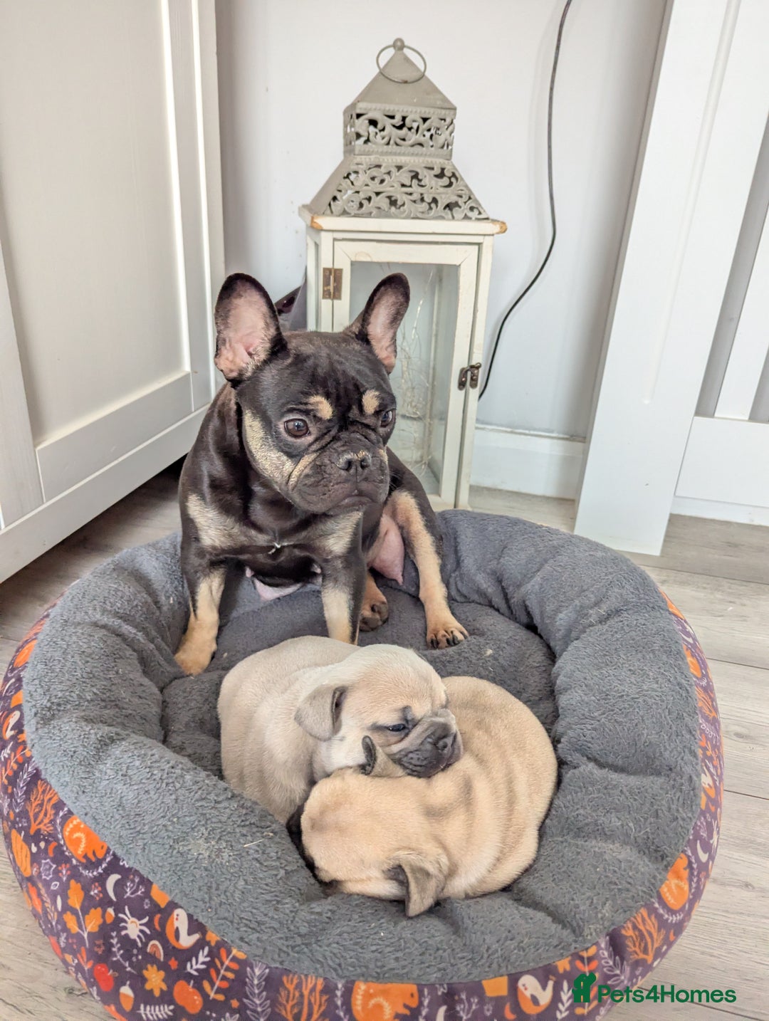 French Bulldog dogs for sale: French bulldog puppies for sale - Advert 1