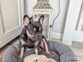 French Bulldog dogs French bulldog puppies for sale - Advert 1