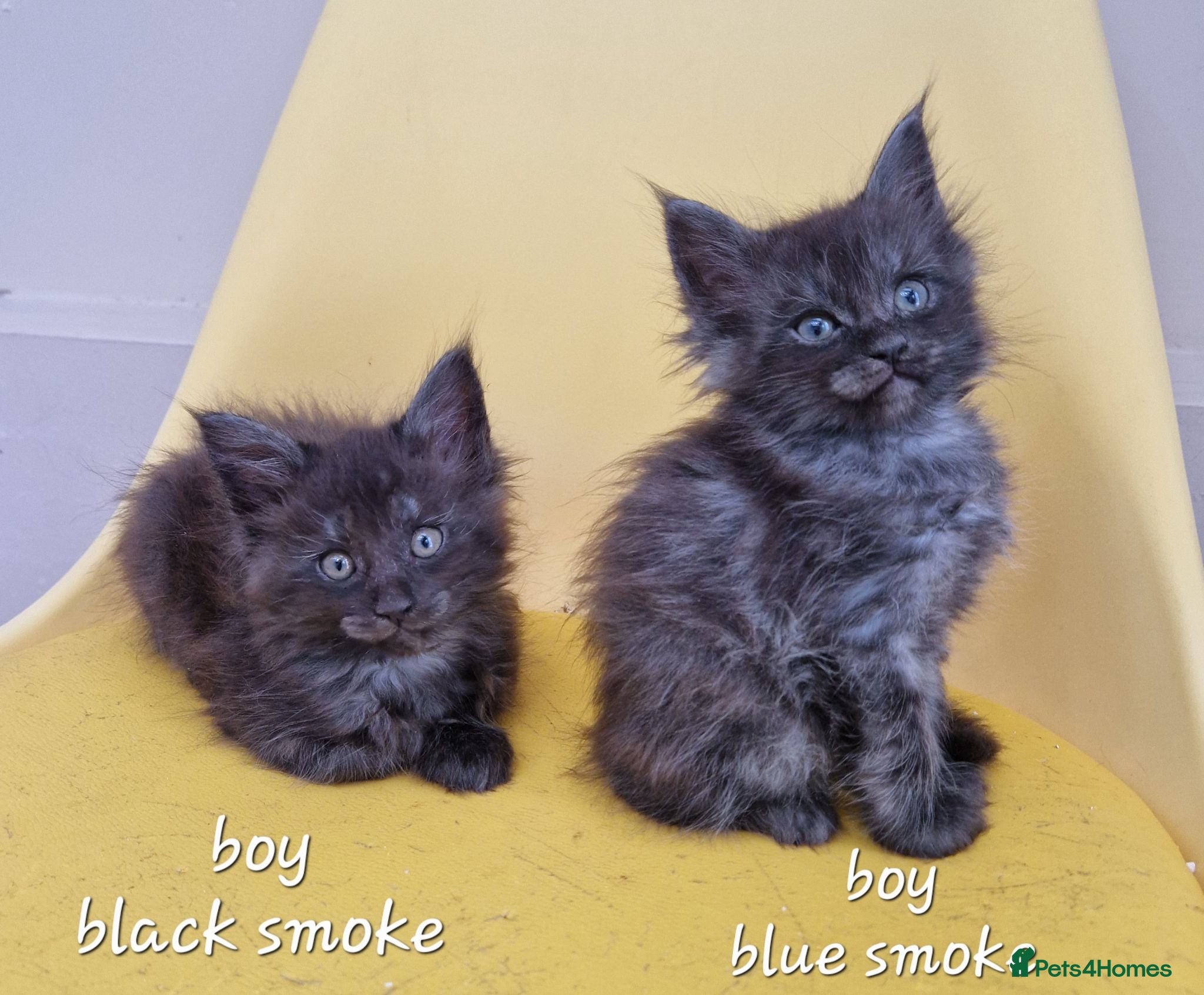 Maine Coon cats Outstanding pedigree mainecoons - Advert 2