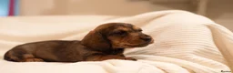 Dachshund dogs for sale: Miniature wire haired dachshunds - Advert 12