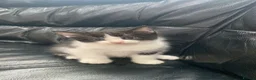 Mixed Breed cats for sale: Kittens  - Advert 5