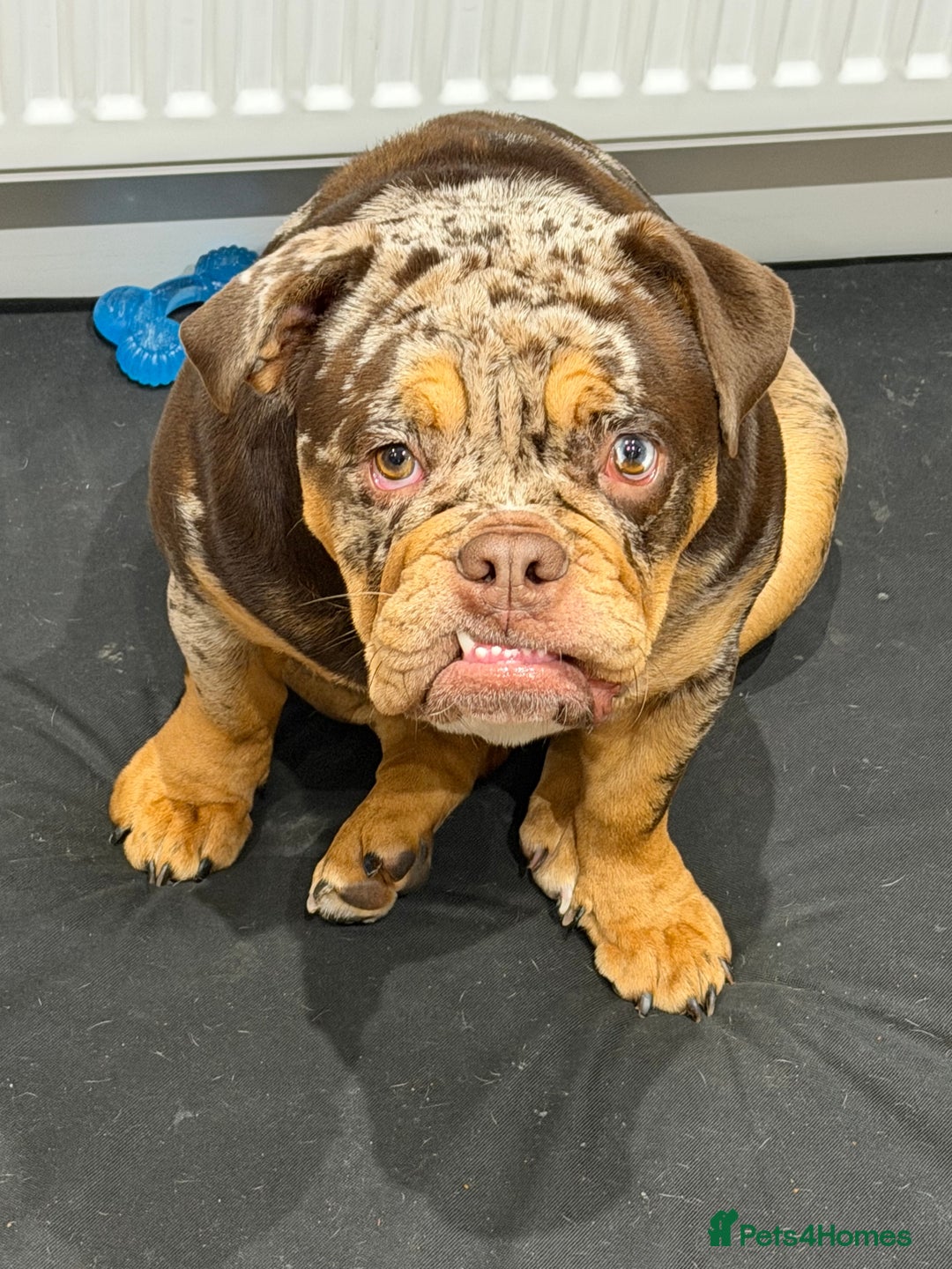 English Bulldog dogs for sale: Stunning & unique English Bulldog female  - Advert 9