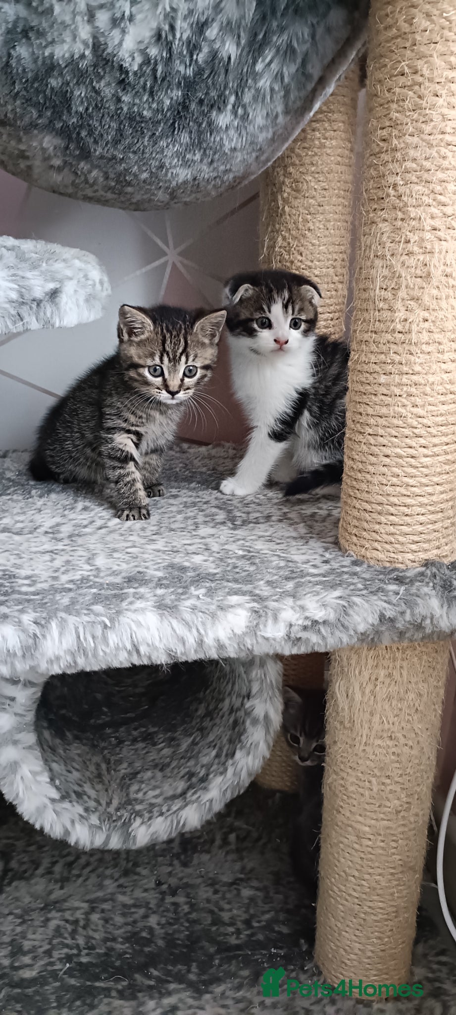 Scottish Fold cats Only 1 girl left 🥰Scottish fold kittens🐾💞🏡😍 - Advert 2