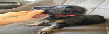 German shepherd RED COLLAR
