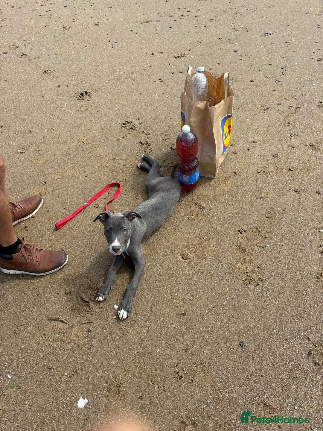 Mixed Breed dogs for sale: 13 weeks bull cross x Dutch herder in Middlesbrough - Advert 4