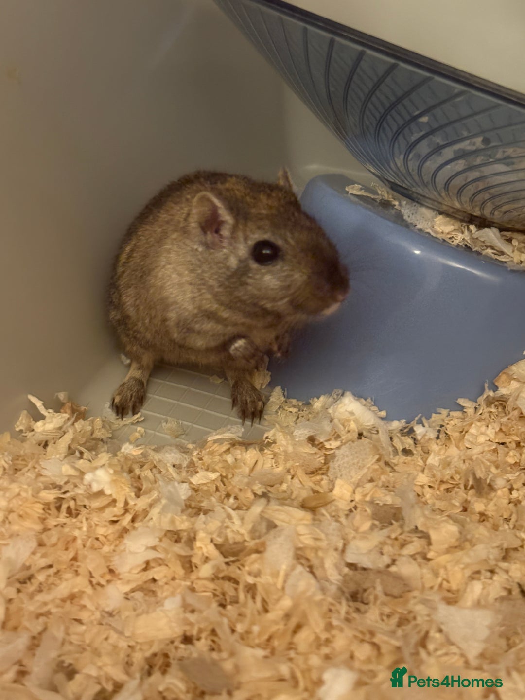 Gerbil rodents for sale: Gerbil  - Advert 2
