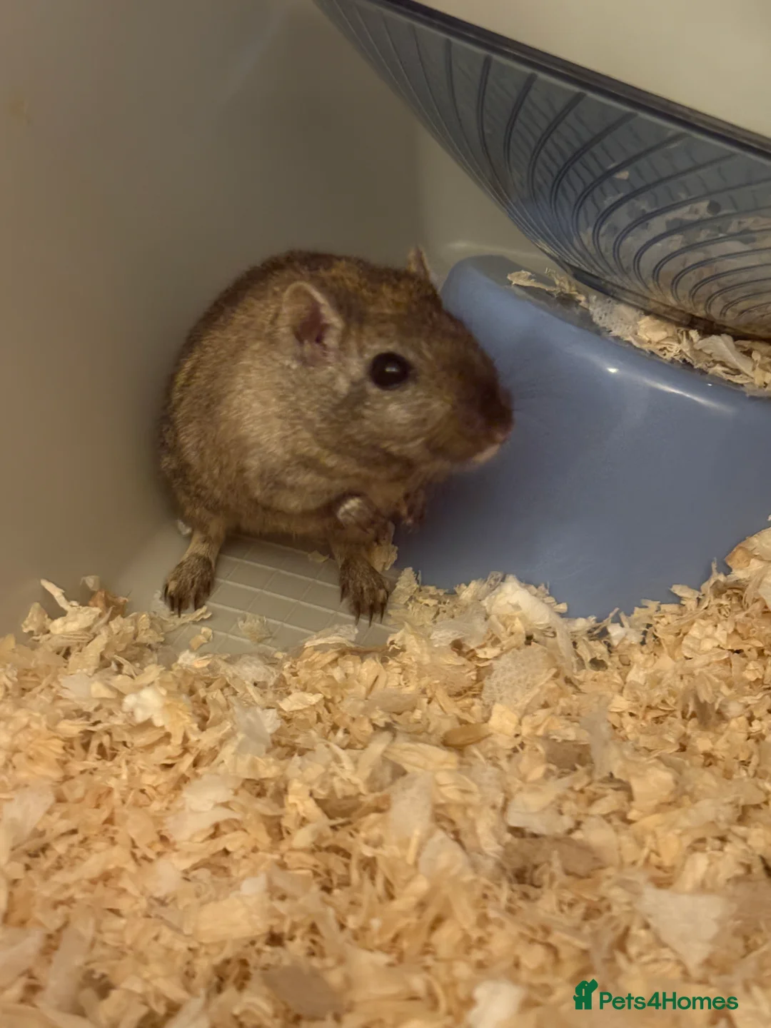 Gerbil rodents for sale: Gerbil for rehoming, urgent! - Advert 2
