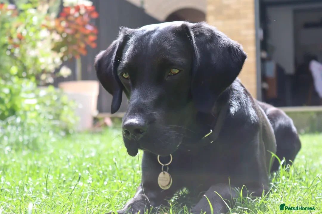 Labrador Retriever dogs for sale: 2beautiful black puppiesAVAILABLE READY to leave. - Image 24