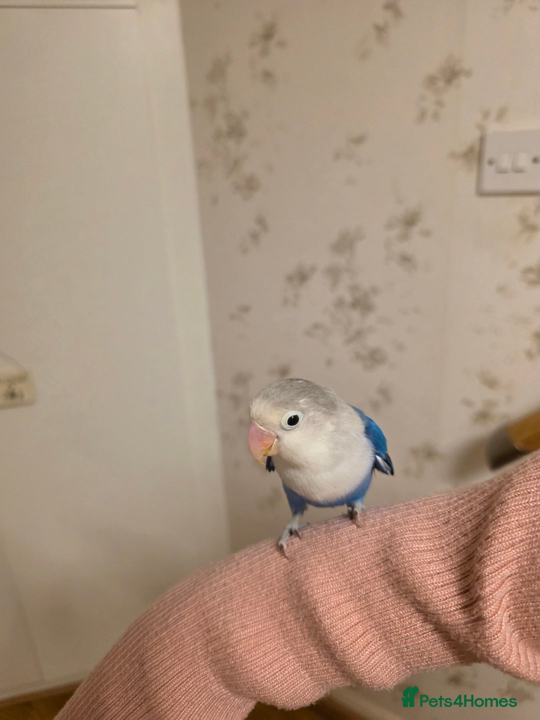 Lovebirds birds for sale: Fischer Love bird to sell  - Advert 7