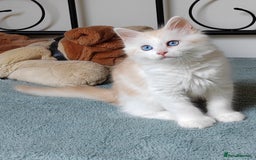 Mixed Breed cats for sale: Kittens with Mittens!! Unique Maine Coon x  - Image 8