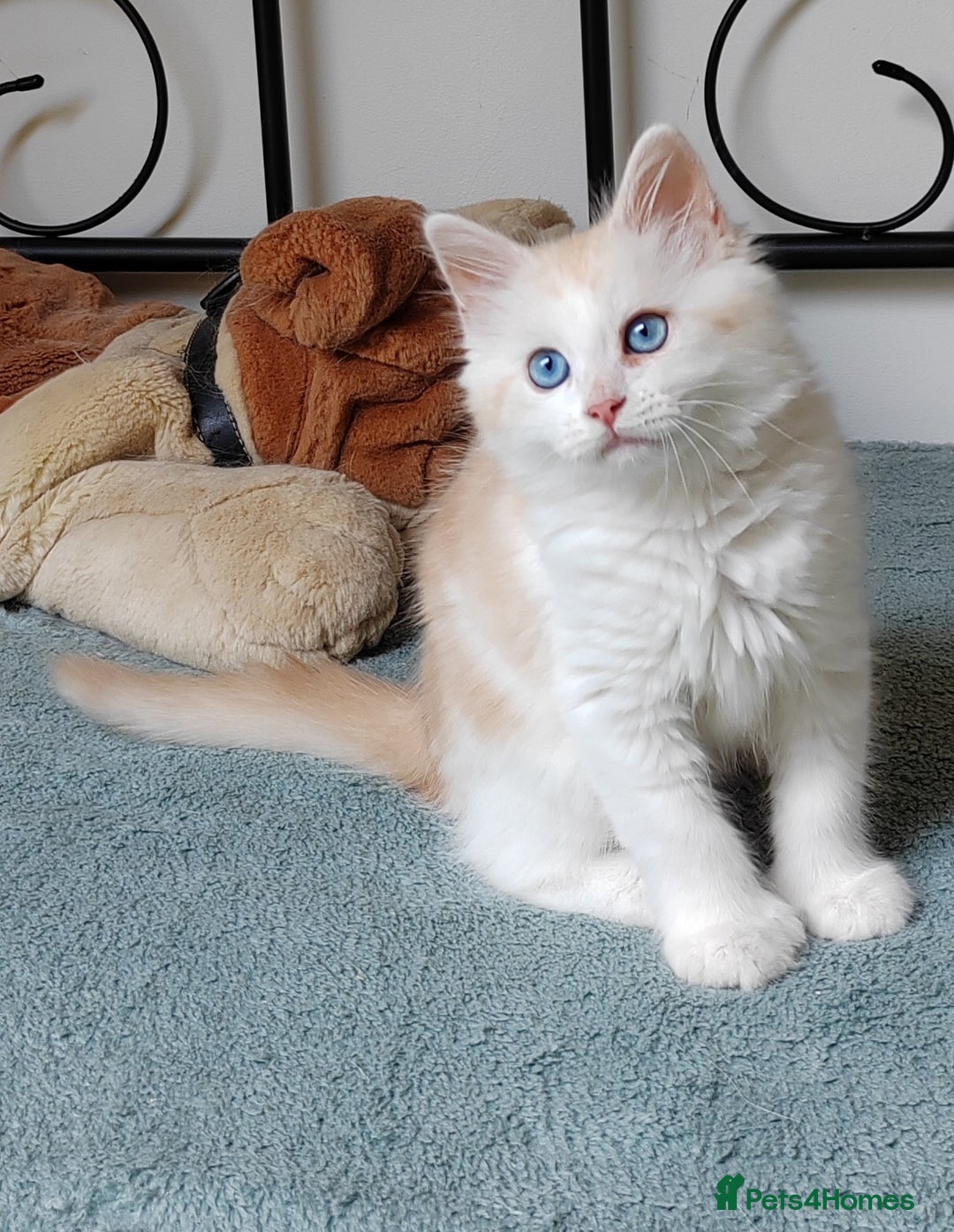 Mixed Breed cats for sale: Kittens with Mittens!! Unique Maine Coon x  - Image 8