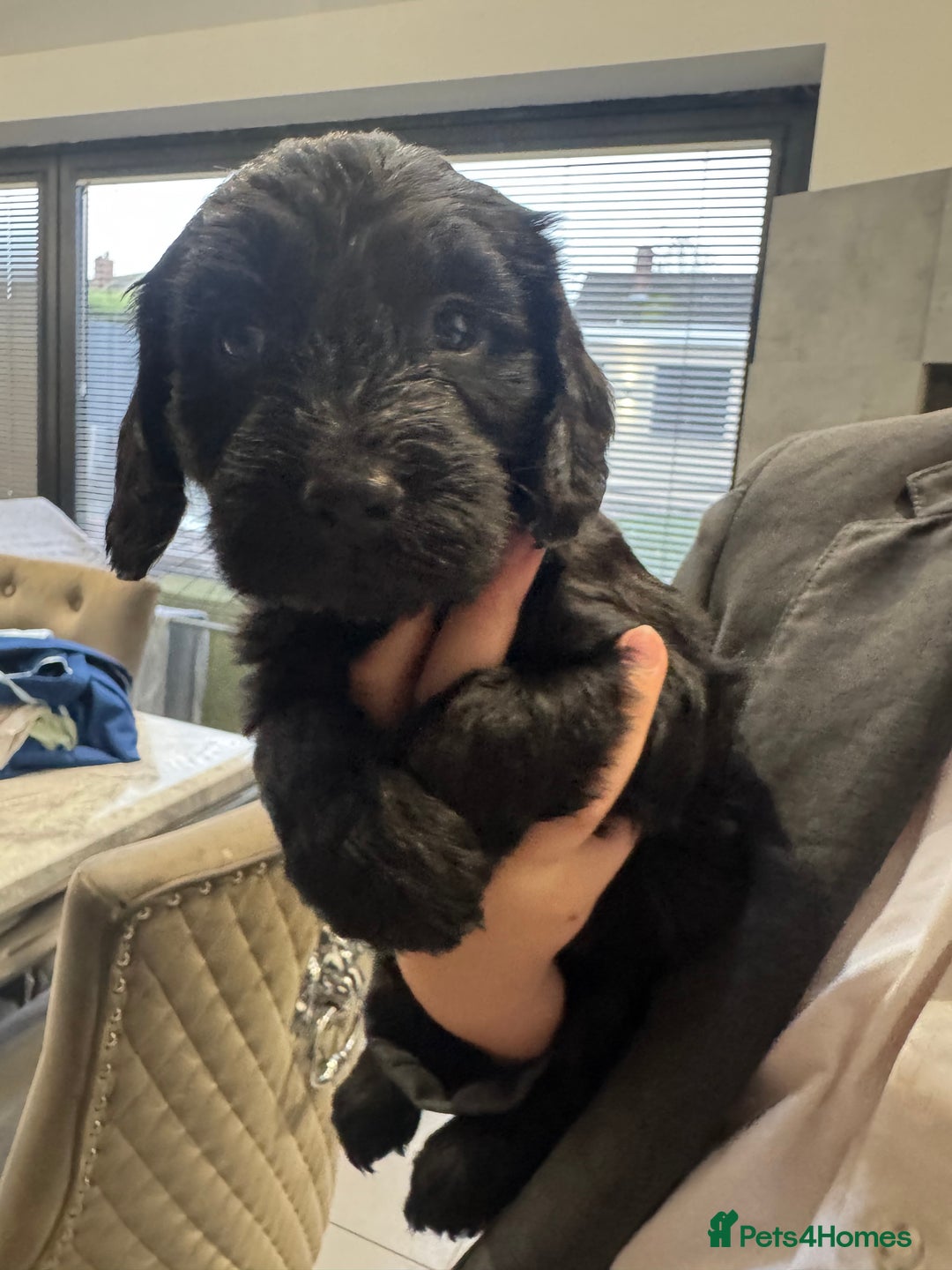 Cockapoo dogs for sale: Beautiful black F1B cockapoo boy ready next week  - Advert 12