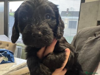 Cockapoo dogs 1 beautiful black F1B cockapoo boy - Advert 17