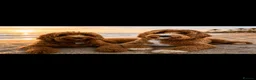 Australian Labradoodle dogs for sale: Australian labradoodles - Advert 1