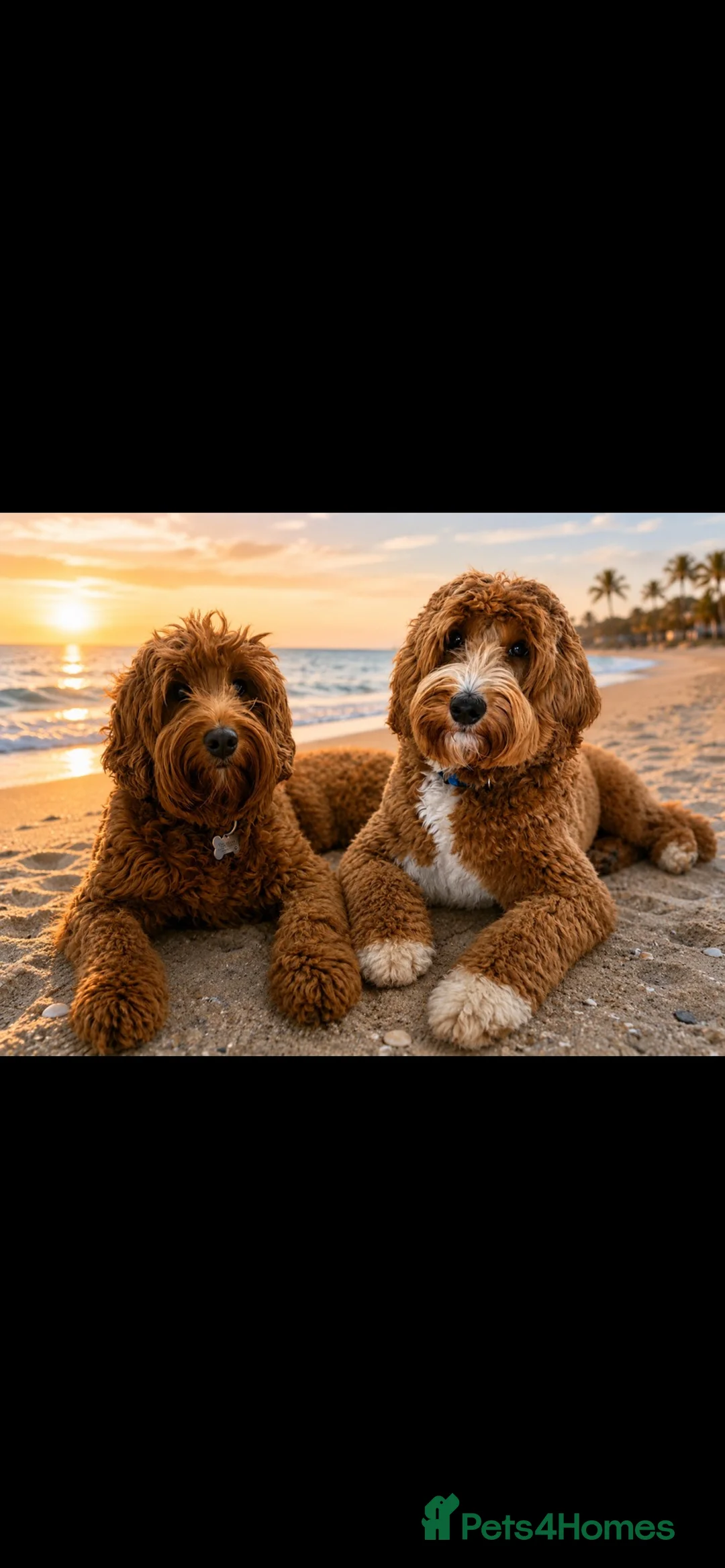Australian Labradoodle dogs for sale: Australian labradoodles - Advert 1