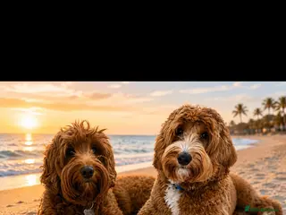 Australian Labradoodle dogs Australian labradoodles - Advert 12