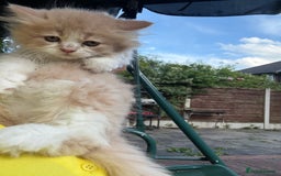 Persian cats for sale: Last stunning persian boy - Image 12