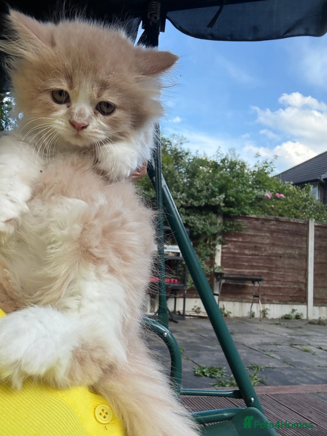 Persian cats for sale: Last stunning persian boy - Image 12