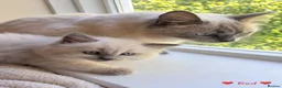 Ragdoll cats for sale: Beautiful Ragdoll Kittens – 4 Boys & 1 Girl 🩵🩷 in Aldershot - Advert 16