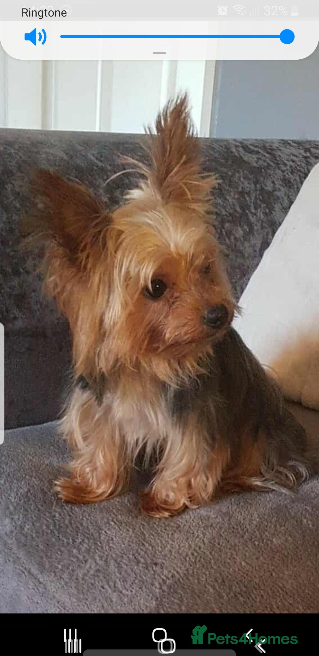 Yorkshire Terrier dogs for stud: Long haired mini yorkie terrier  - Advert 1