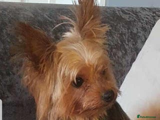 Yorkshire Terrier dogs Long haired mini yorkie terrier - Advert 3