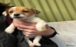 Jack Russell dogs for sale: Jack Russell pups  - Image 6