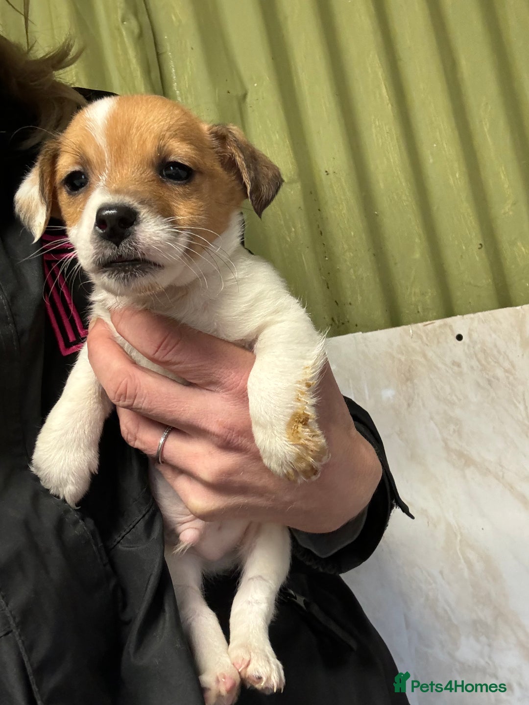 Jack Russell dogs for sale: Jack Russell pups  - Image 6