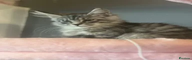 Maine Coon Kitten 1