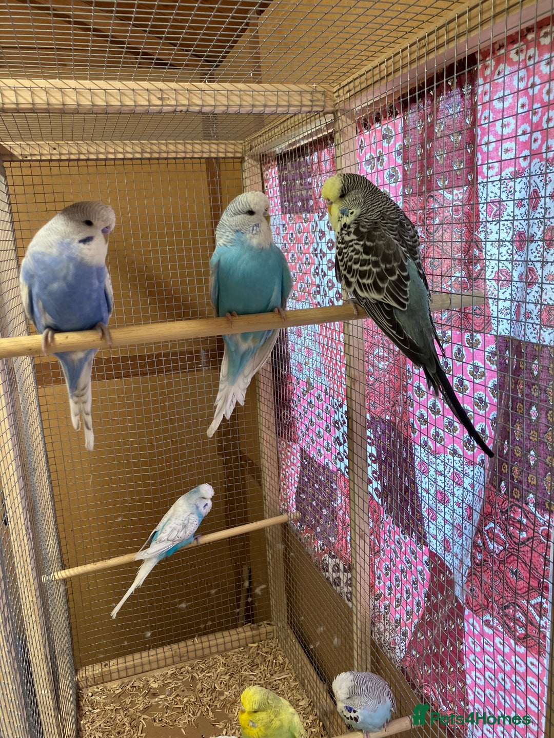 Budgerigars birds for sale: Young & Adult Budgies For Sale - Image 5
