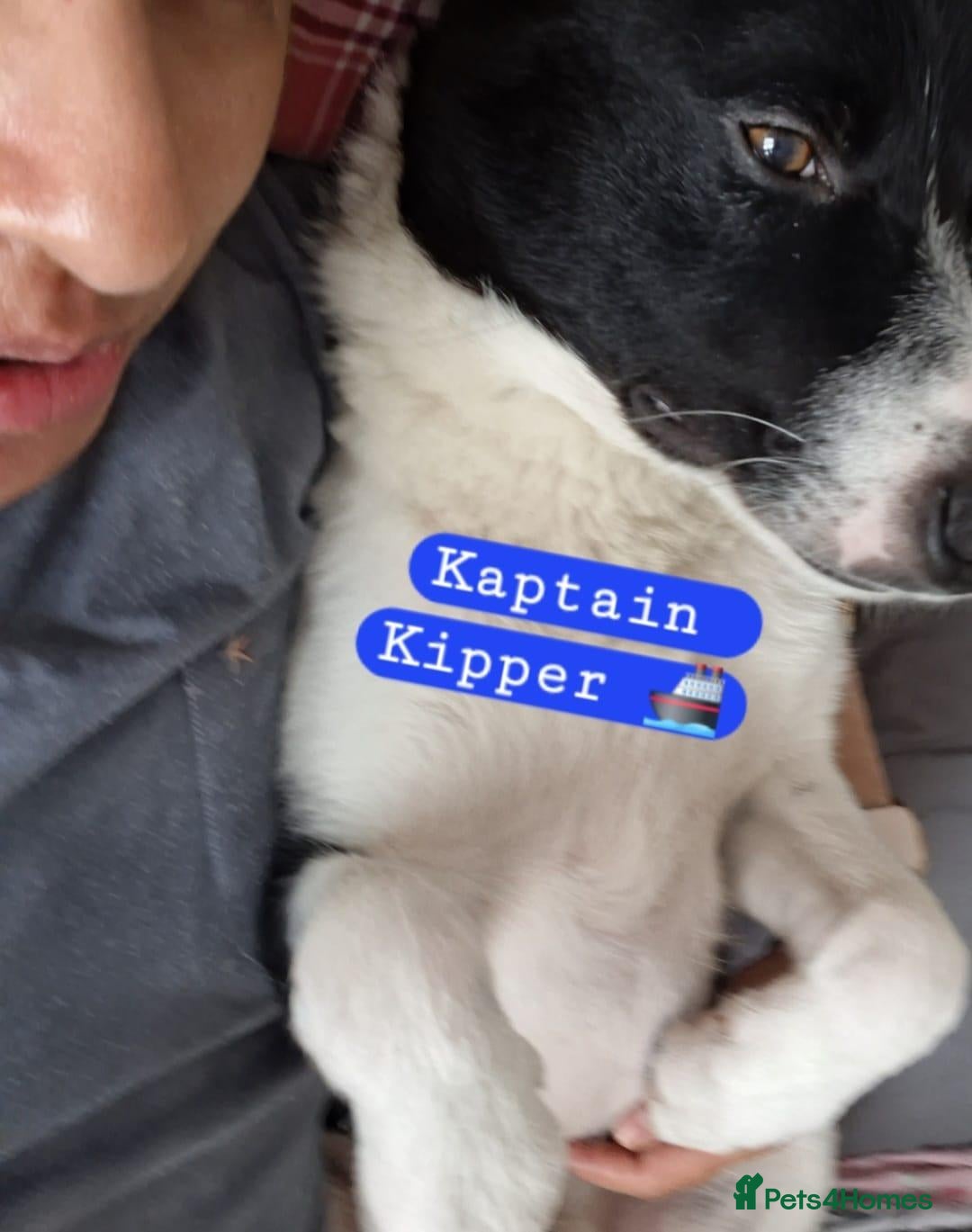 Border Collie dogs Kaptain Kipper – Loving 4-Year-Old Border Collie - Advert 2